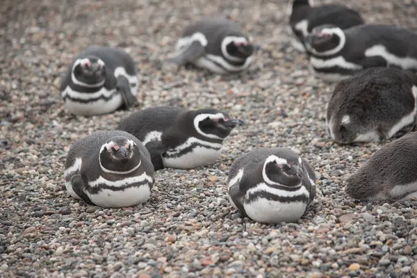 Puerto Deseado 'daki Macellan penguen kolonisi