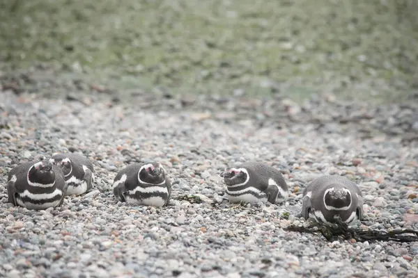 Puerto Deseado 'daki Macellan penguen kolonisi