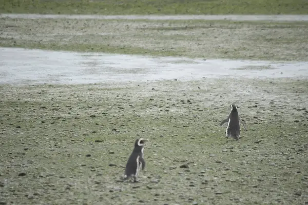 Puerto Deseado 'daki Macellan penguen kolonisi