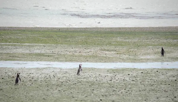 Puerto Deseado 'daki Macellan penguen kolonisi