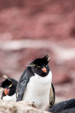 Puerto Deseado 'da kayalık penguen