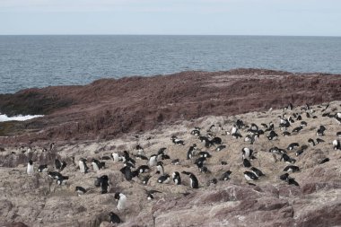 Puerto Desierto 'daki kayalık penguen kolonisi.