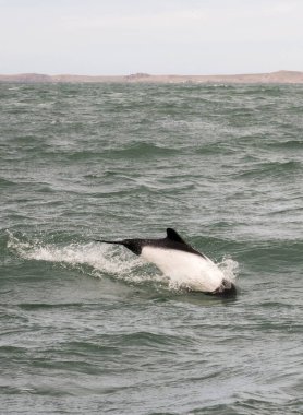 Puerto Deseado 'da Commerson' un yunusu (Cephalorhynchus ticareti)