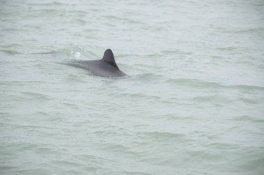 Puerto Deseado 'da Commerson' un yunusu (Cephalorhynchus ticareti)