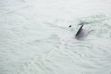 Puerto Deseado 'da Commerson' un yunusu (Cephalorhynchus ticareti)