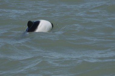 Puerto Deseado 'da Commerson' un yunusu (Cephalorhynchus ticareti)