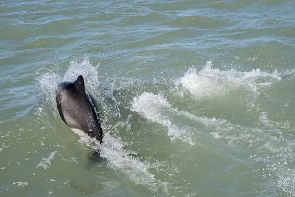 Puerto Deseado 'da Commerson' un yunusu (Cephalorhynchus ticareti)
