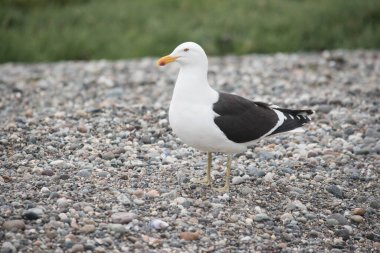 Taşların üzerinde martı (Larus dominicanus)