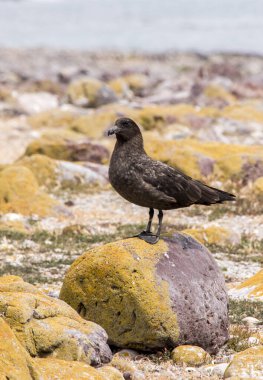 Scua bir kayaya tünemiş. Stercorarius antarcticus