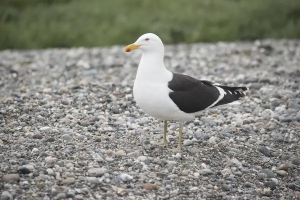 Taşların üzerinde martı (Larus dominicanus)
