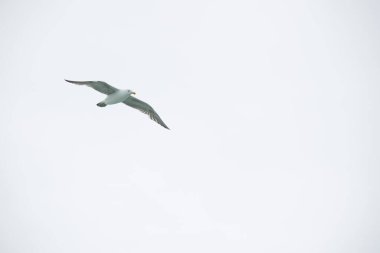 Larus dominicanus. Martı Puerto Deseado 'da uçuyor.