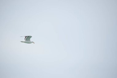 Larus dominicanus. Martı Puerto Deseado 'da uçuyor.