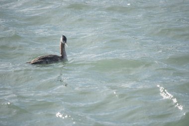Puerto Deseado 'da büyük ya da büyük vatozlar yüzüyor.