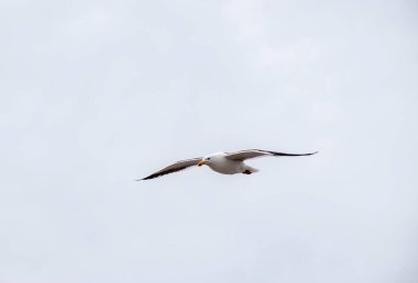 Larus dominicanus. Martı Puerto Deseado 'da uçuyor.