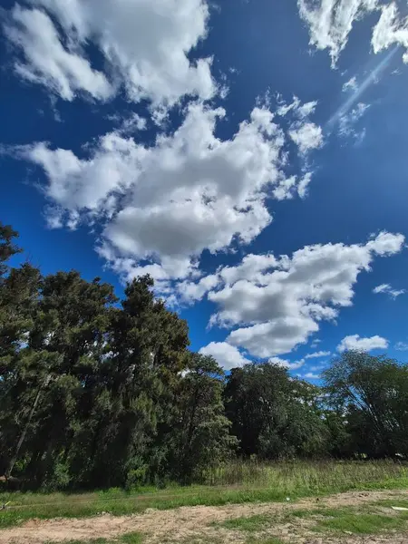 Çam ormanının fotoğrafı.
