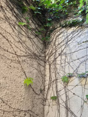 autumn leaves of the creeper Parthenocissus tricuspidata