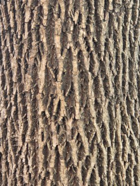 Ağaç kabuğunun dokusu