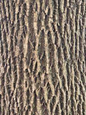 Ağaç kabuğunun dokusu