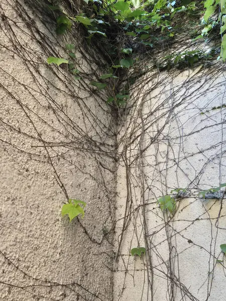 autumn leaves of the creeper Parthenocissus tricuspidata