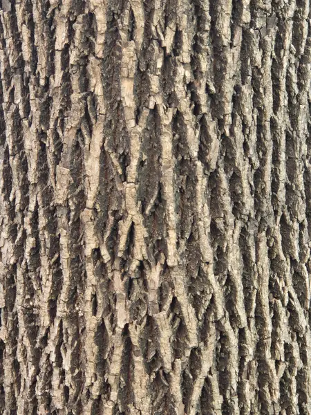Ağaç kabuğunun dokusu