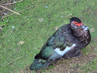 Cairina Moschata ördeğinin fotoğrafı.