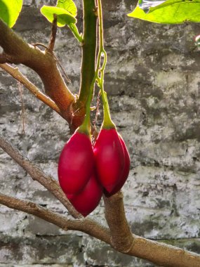 Solanum Betaceum 'un meyvelerine yakın çekim