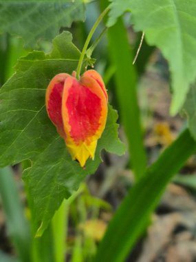 Kırmızı bir abutilon çiçeğine yakın çekim.