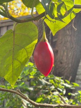 Solanum Betaceum 'un meyvelerine yakın çekim