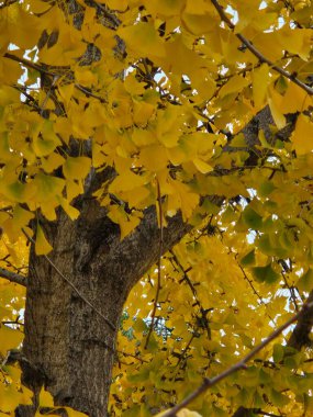 Ginkgo biloba ağacının sonbaharda çekilmiş fotoğrafı.