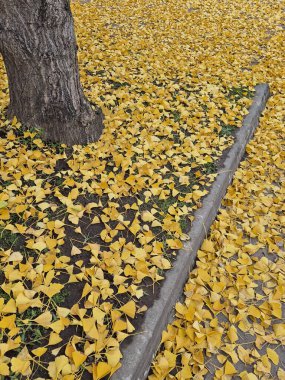 Ginkgo biloba ağacının sonbaharda çekilmiş fotoğrafı.