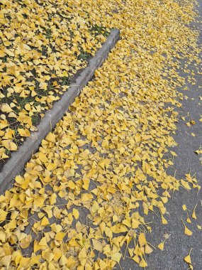 Sonbaharda Ginkgo biloba ağacının zemininde sarı yapraklar