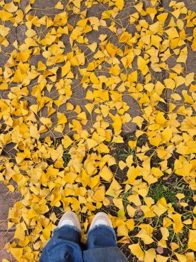 Sonbaharda Ginkgo biloba ağacının zemininde sarı yapraklar