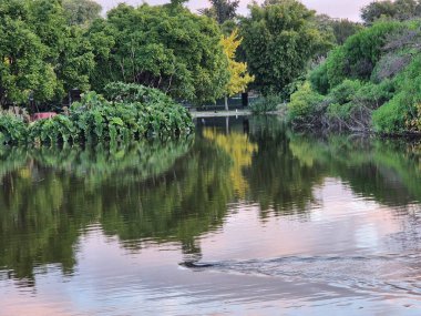 Sudaki park ağaçlarının yansıması