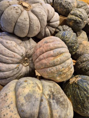 Satılık balkabaklarının yakın çekimi