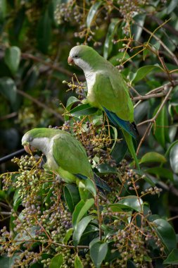 Bir ağacın dallarına tünemiş küçük yeşil papağan..