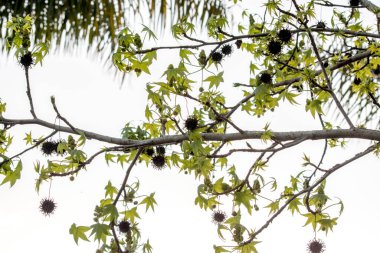 Dallarda bir Platanus Hispana 'nın sonbahar yaprakları