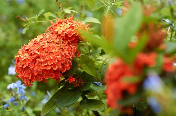 stock image Beautiful flowers decorating the patio of the house