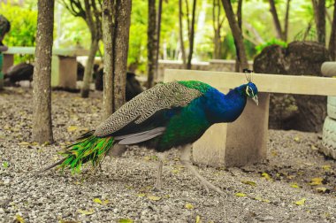 Parkta mavi ve yeşil tüylü güzel tavus kuşları diğer hayvanlarla birlikte yürüyor.