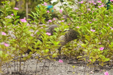 Parkta mavi ve yeşil tüylü güzel tavus kuşları diğer hayvanlarla birlikte yürüyor.