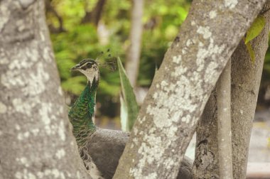 Parkta mavi ve yeşil tüylü güzel tavus kuşları diğer hayvanlarla birlikte yürüyor.