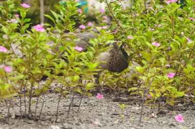 Parkta mavi ve yeşil tüylü güzel tavus kuşları diğer hayvanlarla birlikte yürüyor.