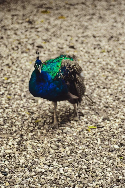 Gyönyörű Páva Kék Zöld Tollakkal Parkban Más Állatokkal Együtt — Stock Fotó