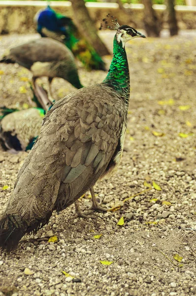 公園を歩く青と緑の羽を持つ美しい孔雀や他の動物と一緒に — ストック写真