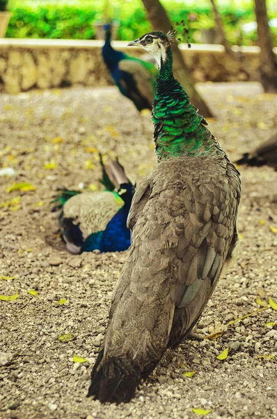 Όμορφα Παγώνια Μπλε Και Πράσινα Φτερά Περπατώντας Στο Πάρκο Μαζί — Φωτογραφία Αρχείου