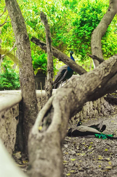 Парке Прогуливаются Красивые Павлины Синими Зелеными Перьями Вместе Другими Животными — стоковое фото