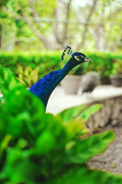 Belos Pavões Com Penas Azuis Verdes Andando Parque Junto Com — Fotografia de Stock