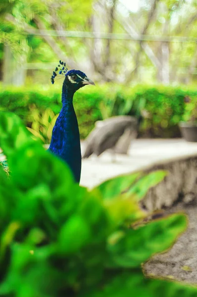 Hermosos Pavos Reales Con Plumas Azules Verdes Caminando Parque Junto —  Fotos de Stock