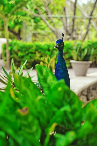 Beautiful Peacocks Blue Green Feathers Walking Park Together Other Animals — Stock Photo, Image