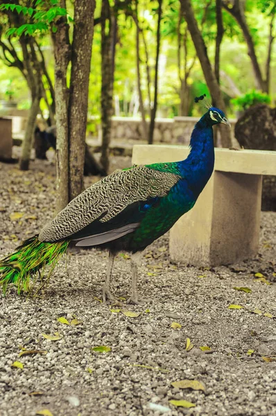 Gyönyörű Páva Kék Zöld Tollakkal Parkban Más Állatokkal Együtt — Stock Fotó