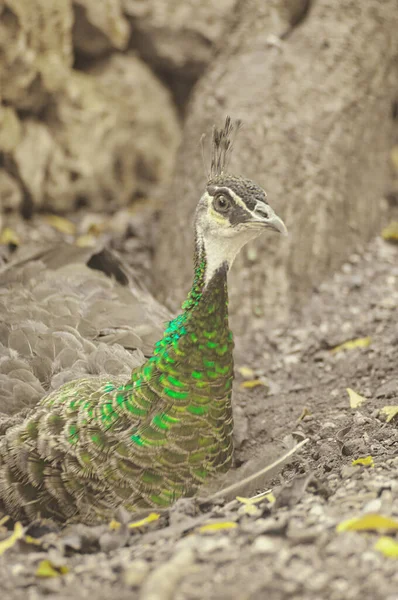 Vackra Påfåglar Med Blå Och Gröna Fjädrar Som Går Parken — Stockfoto